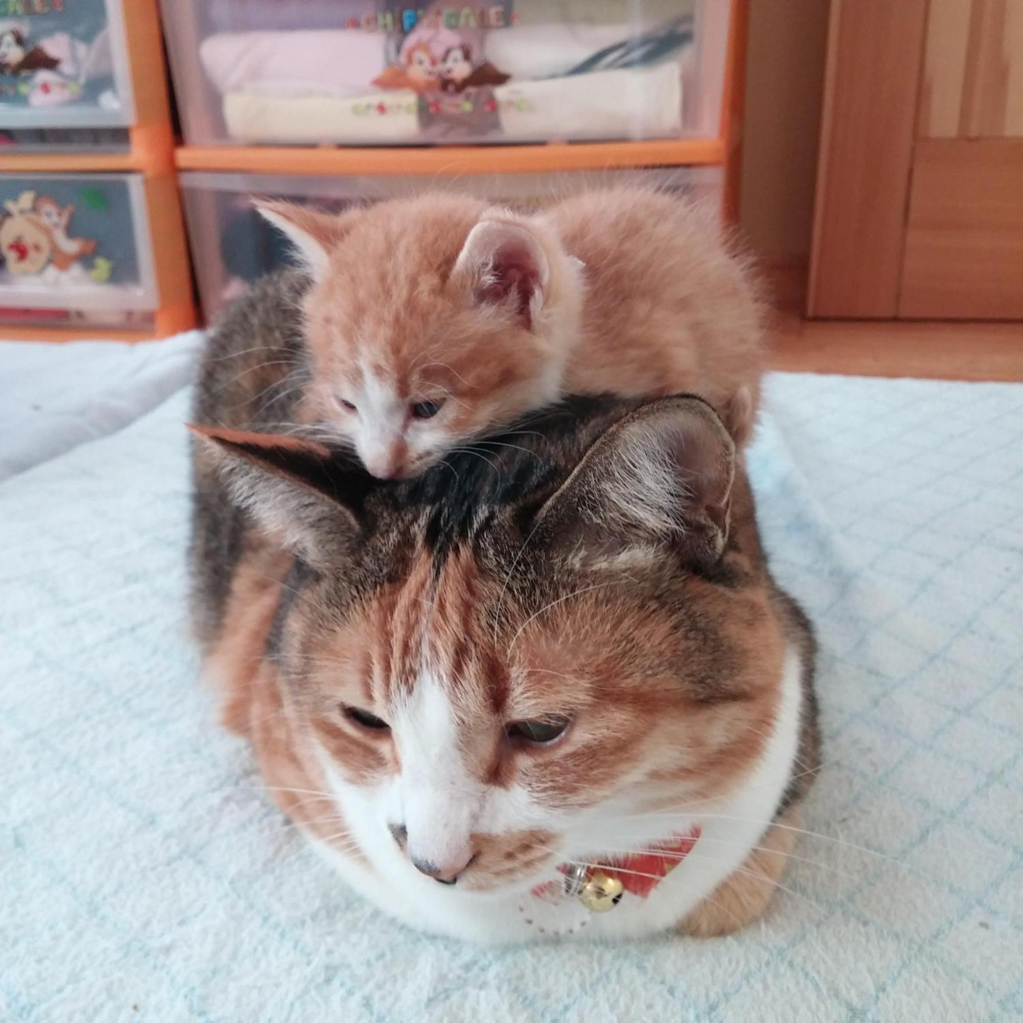 Minamiya 山とねこと遊ぶ宿 みなみ家 白馬村 エクステリア 写真
